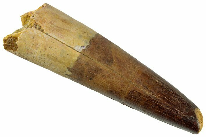 Fossil Spinosaurus Tooth - Partial Root! #319051